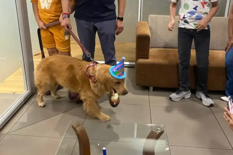 Meet Casper: The Most Loved Member of Our Office 🐾